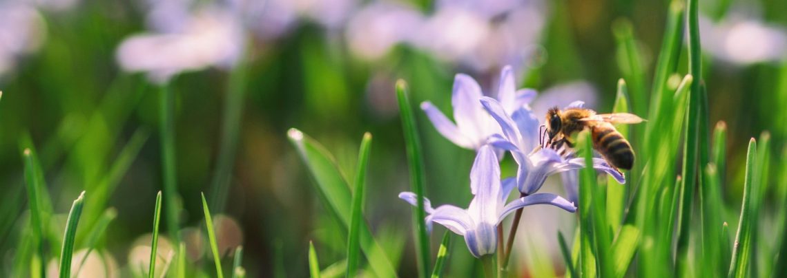 depuración primavera